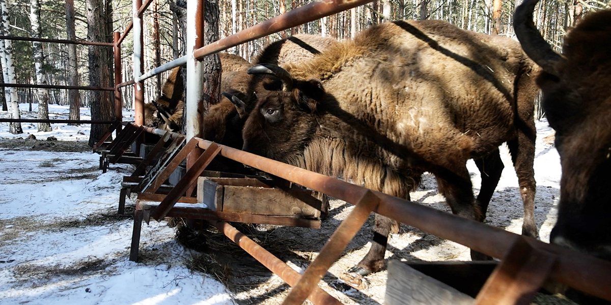 В гости к зубрам. В национальном парке «Мещёра» открыли демонстрационный вольер