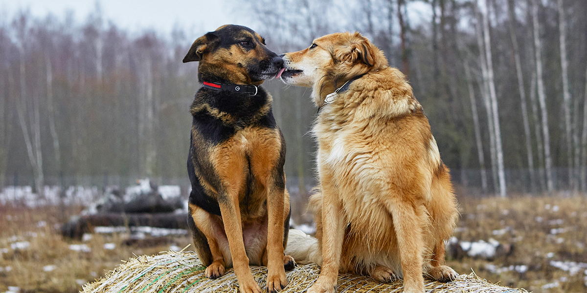 Семейный парк с беседкой и антифестиваль для бездомных собак — на что зоодом потратит 6 миллионов рублей
