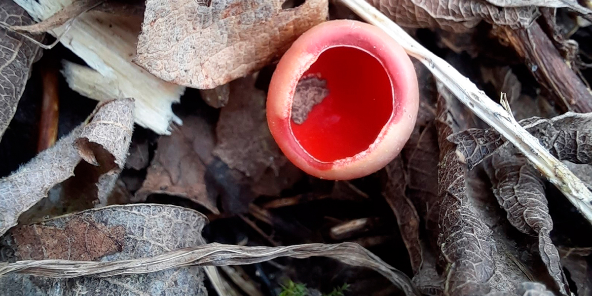 Грибной сезон в 33-м регионе начался с «эльфовой чаши» и «молодильного яблочка»