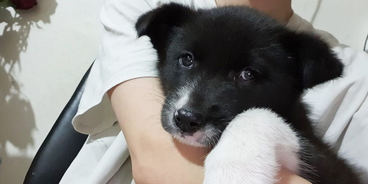 Паблики добра: два проекта 33-го региона, поставляющих жителям пушистых друзей