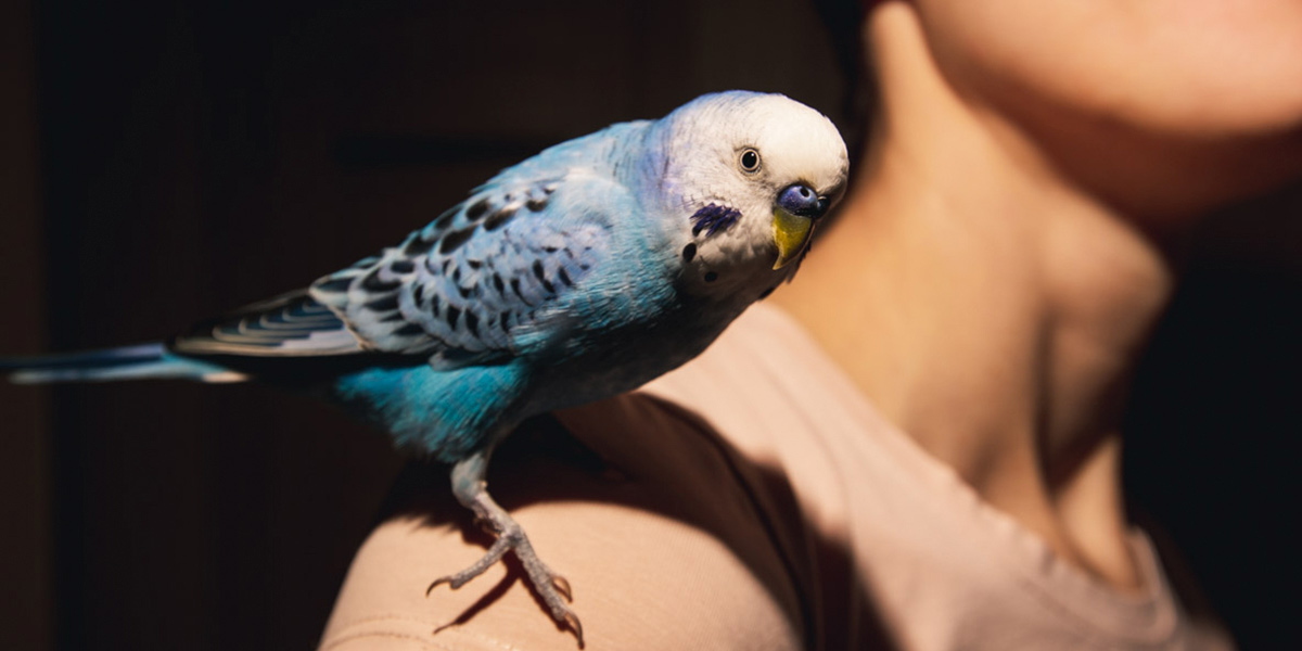 Дело пернатых, или Любовь по-попугайски в квартире владимирской заводчицы