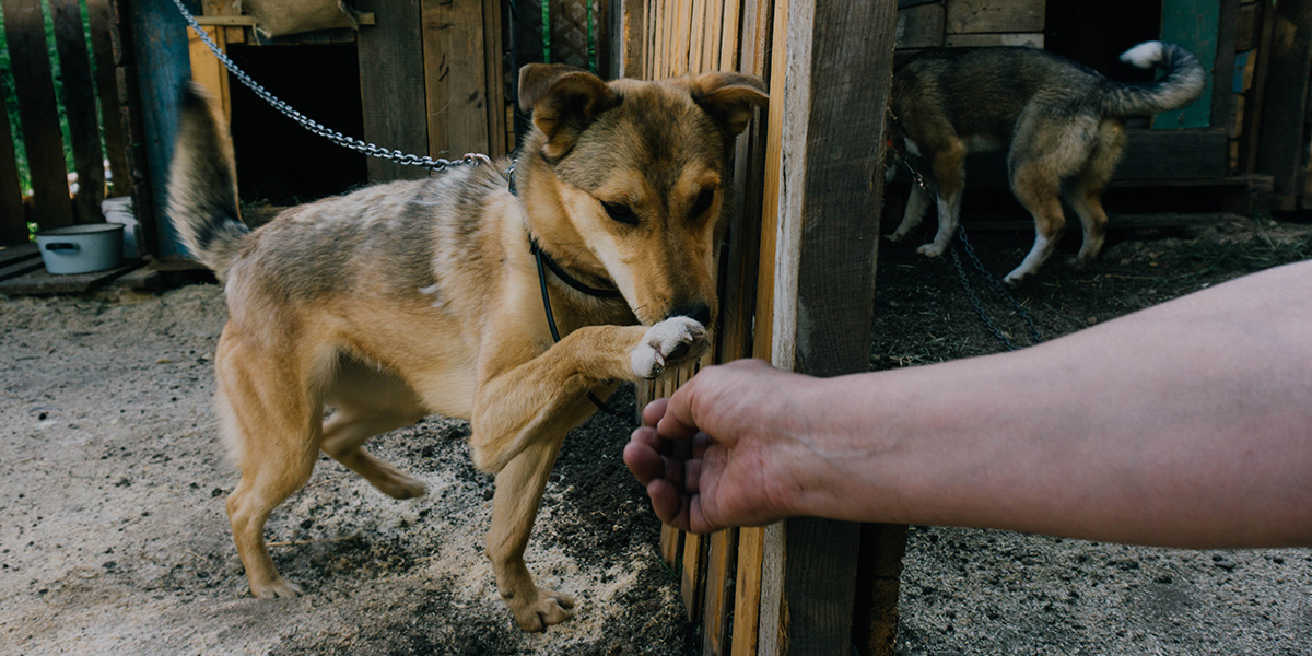 Анатомия двортерьера, или Почему беспородные псы самые верные