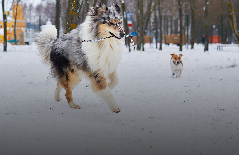 Частично открытый дог-парк: советы кинолога по тренировке питомцев в «Добросельском»