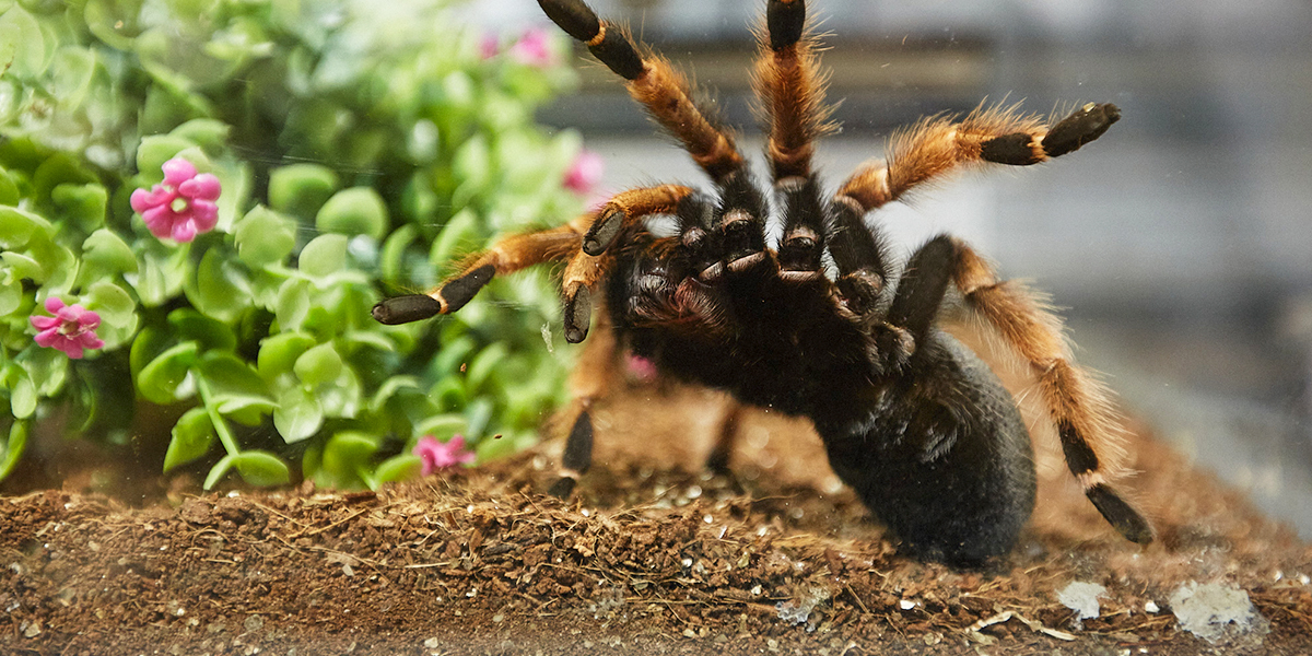 Нашествие пушистых монстров, или Уникальная коллекция пауков-птицеедов во Владимире