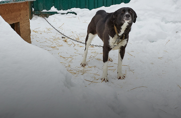 «Мы не бросим наших питомцев!» Приют «Валента» пытаются спасти от закрытия