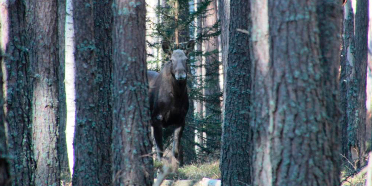 Дикая жизнь. Весенние кадры из лесов Владимирской области