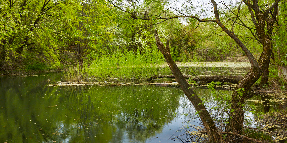 Нижний пруд в старых садах на улице Мира засыпать не будут