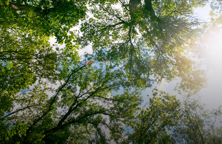 Июль, ты душный! Второй месяц лета удивит владимирцев тропической погодой