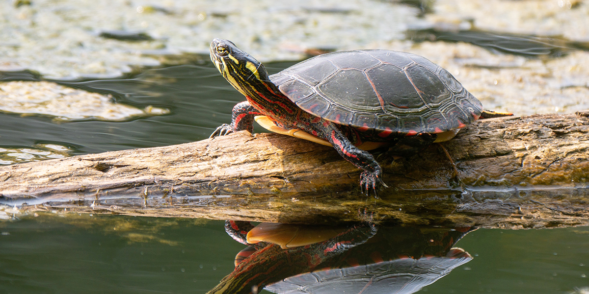 Покатай меня! В городском пруду обнаружили большую черепаху