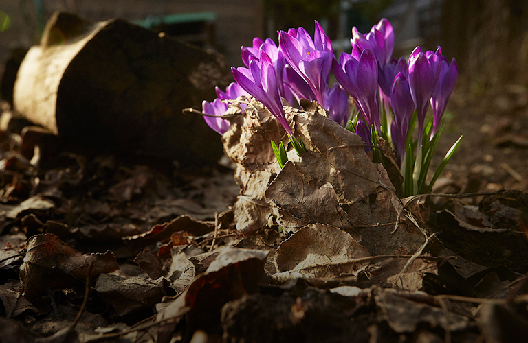 Во Владимире распустились символы любви мужчины к женщине и ключи прекрасной богини весны