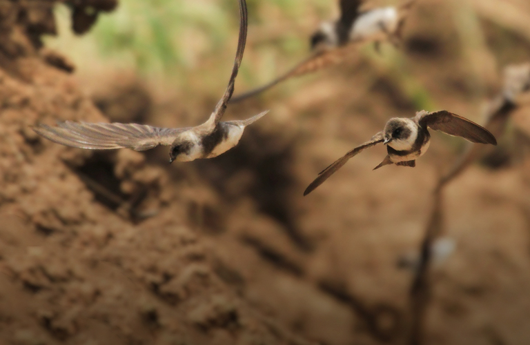 Умные и сообразительные. Портреты пернатых моделей в объективе владимирского волонтера