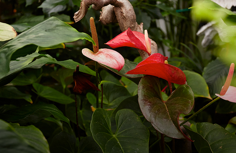 Тропики посреди зимы! Три самых зелёных локации во Владимире