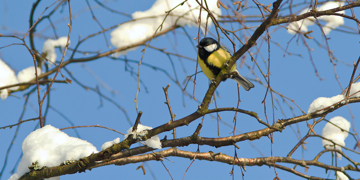 Сложный месяц: каких погодных сюрпризов ждать владимирцам в марте?