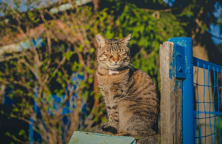 Любимые #ПятничныеКотики общественника Михаила Мойсеянчика