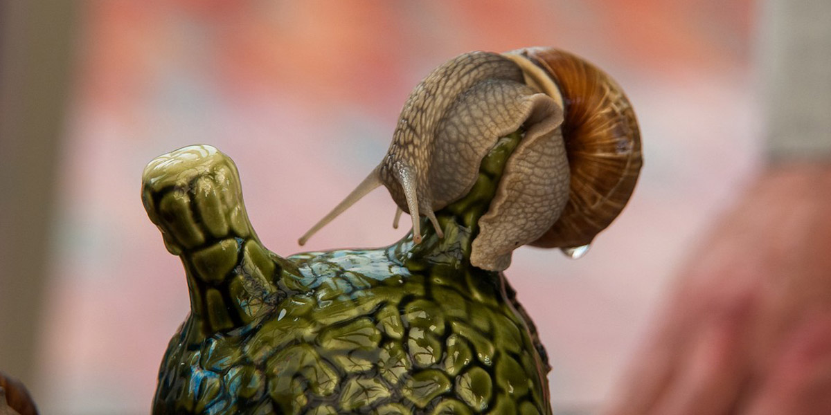 Гонки улиток, «Братья Грим» и другие развлечения переславского фестиваля