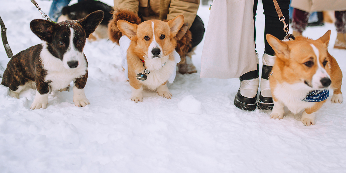 Корги-маскарад, или Новогоднее пати рекордсменов книги Коргинесса