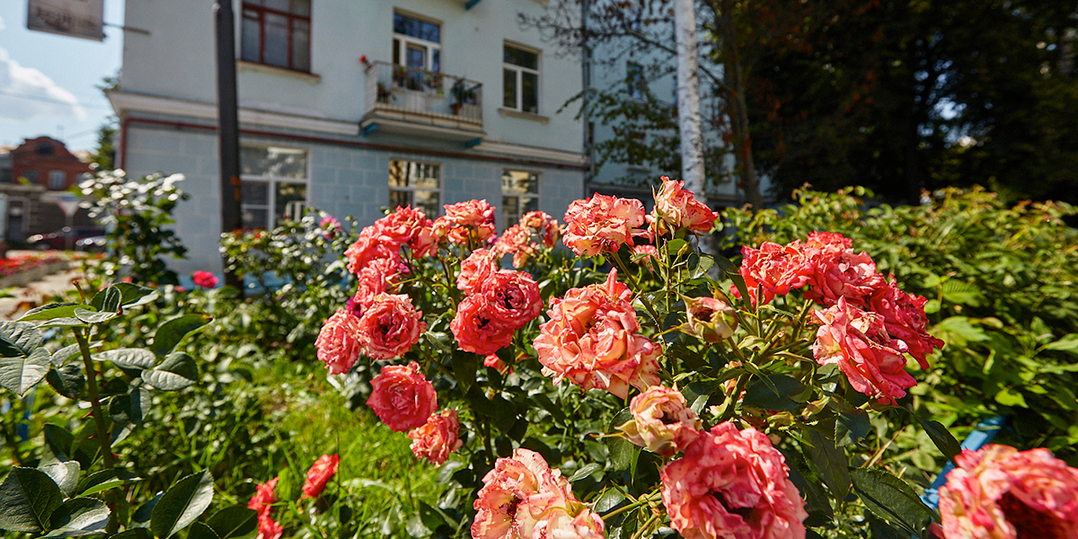 Что осталось от самых Зеленых улиц Владимира?