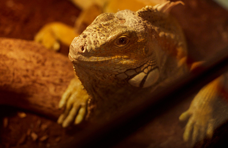 «Американский дом» снова опустеет. Почему и куда переезжает экзотариум?