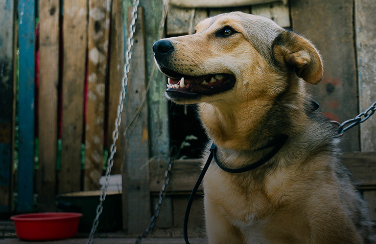 В районе улицы Мещёрской построят первый региональный приют для бездомных животных
