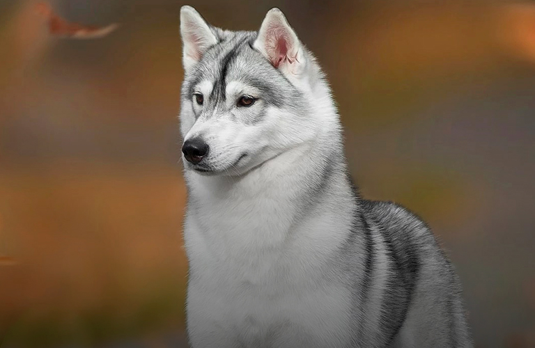 Настоящая Дива! Лучшей хаски Японии признали выпускницу владимирского питомника