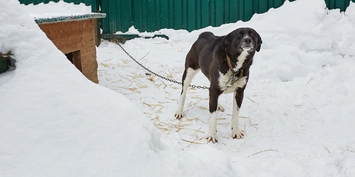 «Мы не бросим наших питомцев!» Приют «Валента» пытаются спасти от закрытия
