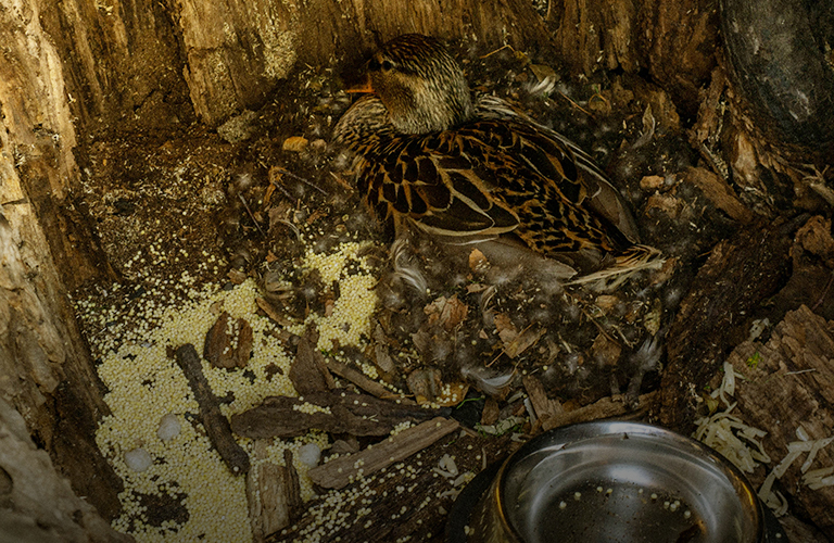 Утка в дупле, или Почему нельзя тревожить дикую птицу в парке Пушкина