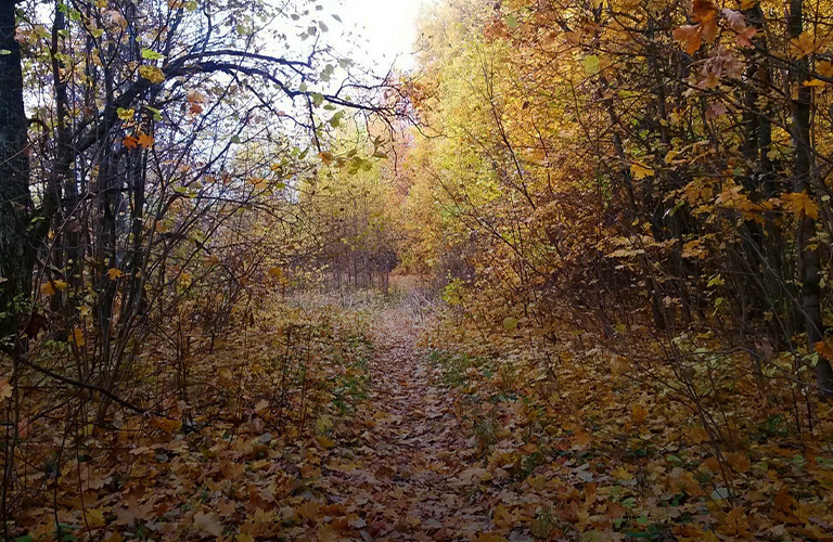 Режем по живому: откровенный разговор о застройке зеленых зон 33-го региона