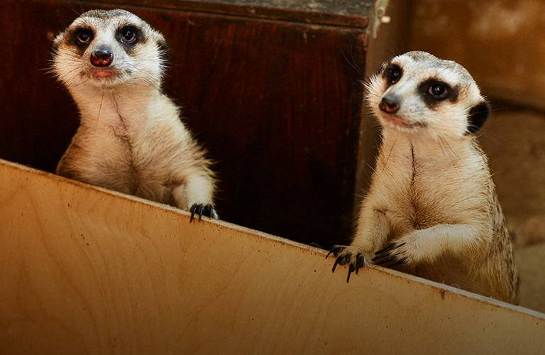 Тяготы, многочисленные переезды и планы на будущее: новый дом владимирского экзотариума