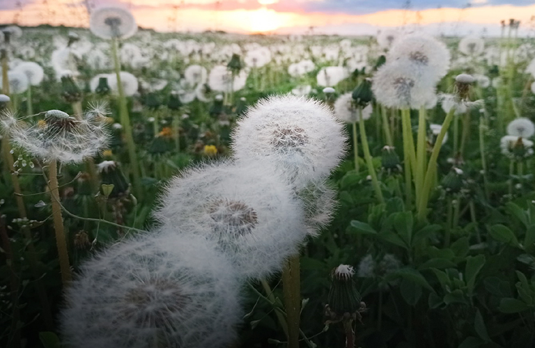 Снежное покрывало в траве и облака, опустившиеся на землю, в июньских кадрах владимирцев