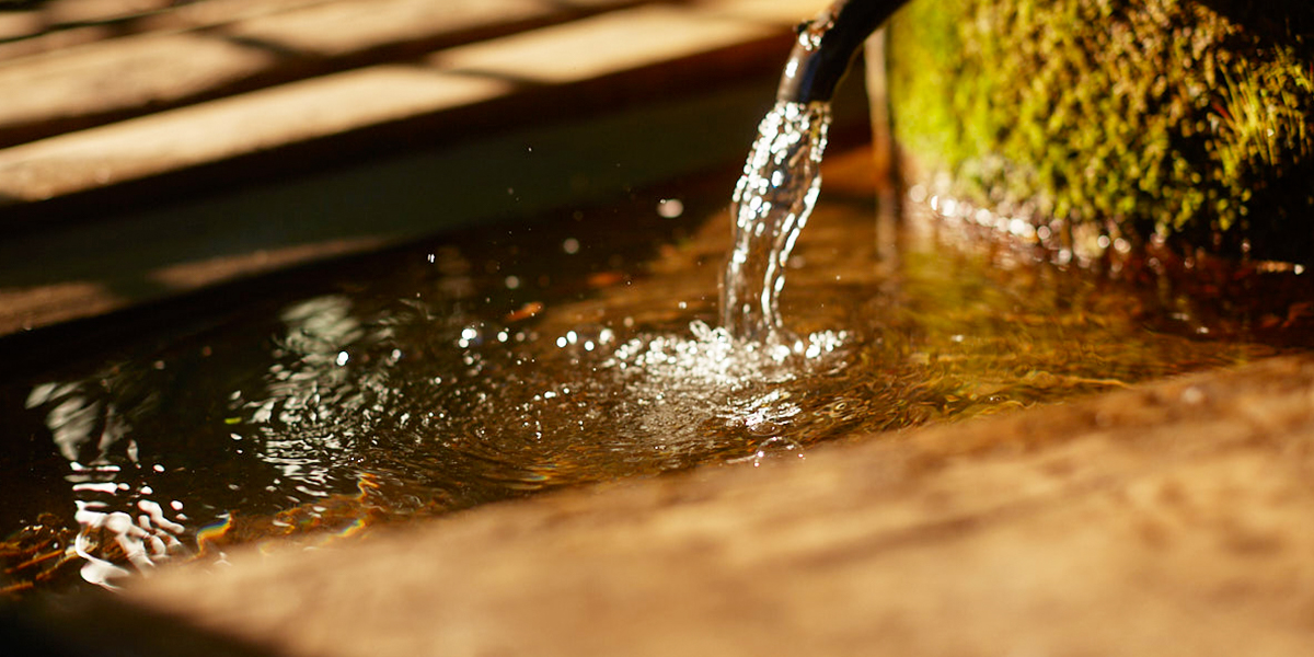 Старые сады на Мира временно лишатся родника и части краснокнижных растений