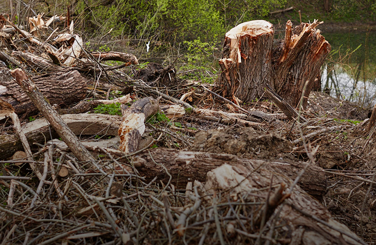 «Владимиру нужны тысячи деревьев»: урбанисты запустили проект по озеленению города