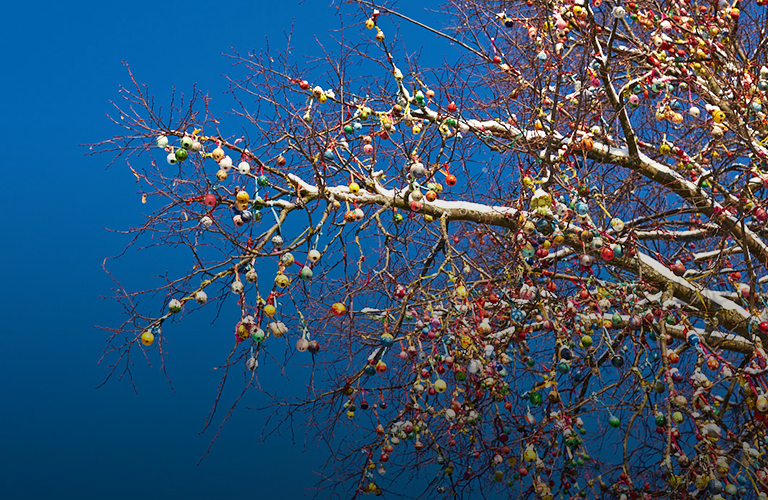 40 тысяч яиц на 20-метровой липе. На Пасху во Владимире вновь расцветет праздничное дерево