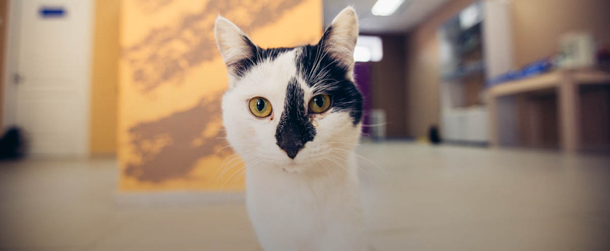 Что такое котокафе и зачем оно открылось во Владимире?