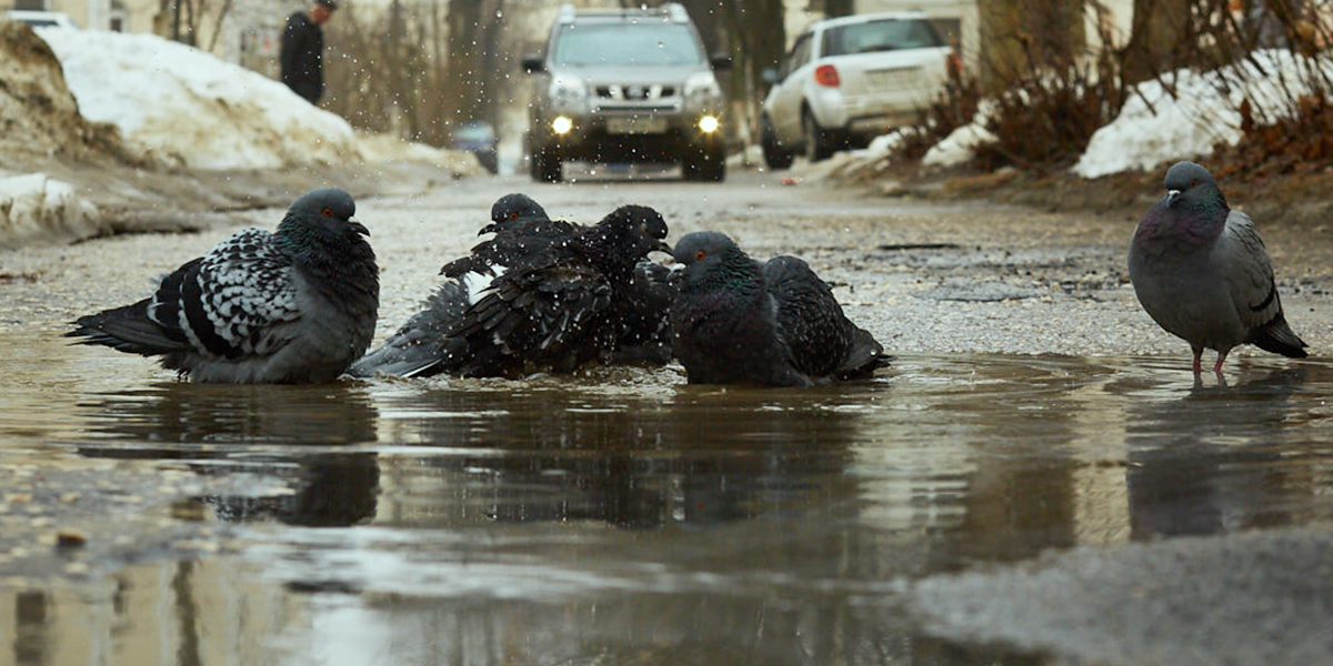 Апрельский флёр: аномальное потепление в 33-м регионе будет затяжным и дождливым