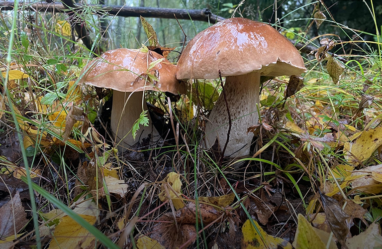 (За)грибная пора! Съедобные находки из лесов Владимирской области
