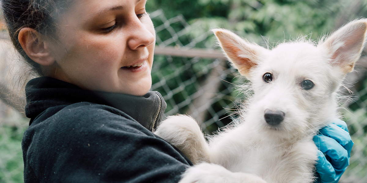 Помощь бездомным животным: строим новые приюты или поддерживаем старые?