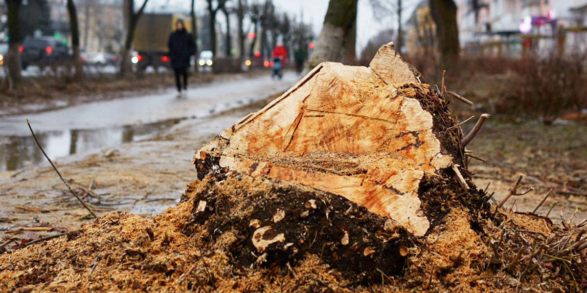 Город пней и цветов. Во Владимире сотнями вырубают деревья, но обещают украсить к весне