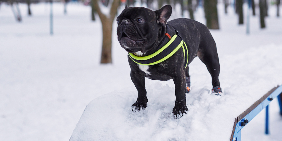 Дог-парки Владимира. Кинолог дал оценку городским площадкам для выгула и дрессировки собак