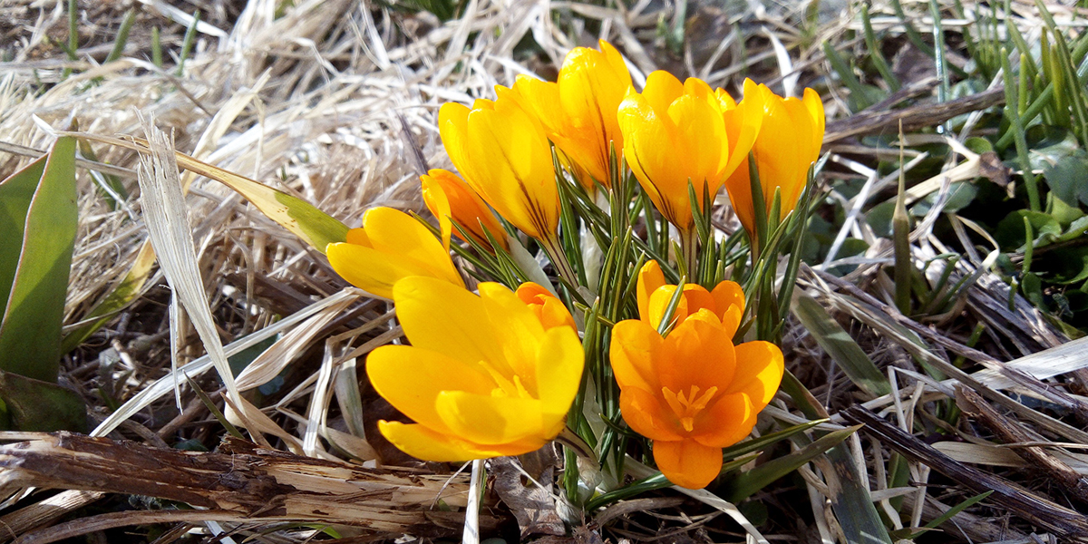 До наступления штормовой погоды из-за небывалого тепла в марте распустились первоцветы