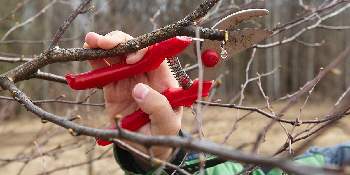 Слезы березы: где и как правильно собирать древесный нектар во Владимире