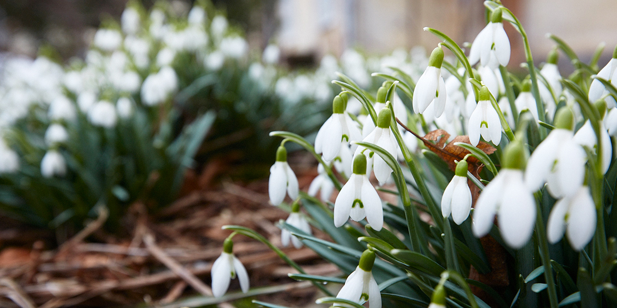 Сказочная полянка: подснежники под окнами владимирской многоэтажки