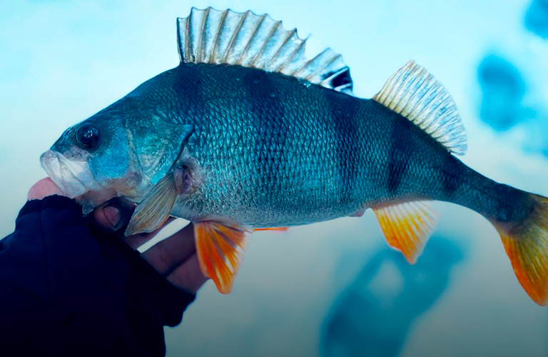 Ловись, рыбка, большая и маленькая. Зимний «урожай» владимирских любителей подледной ловли