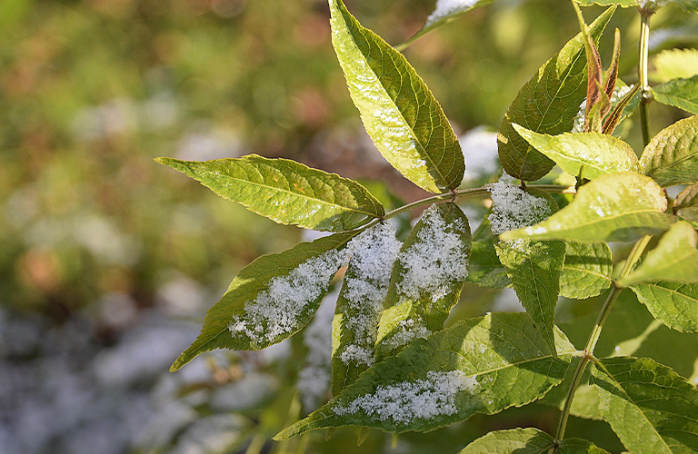Октябрь держит оборону! Погода во Владимире на ближайшие дни