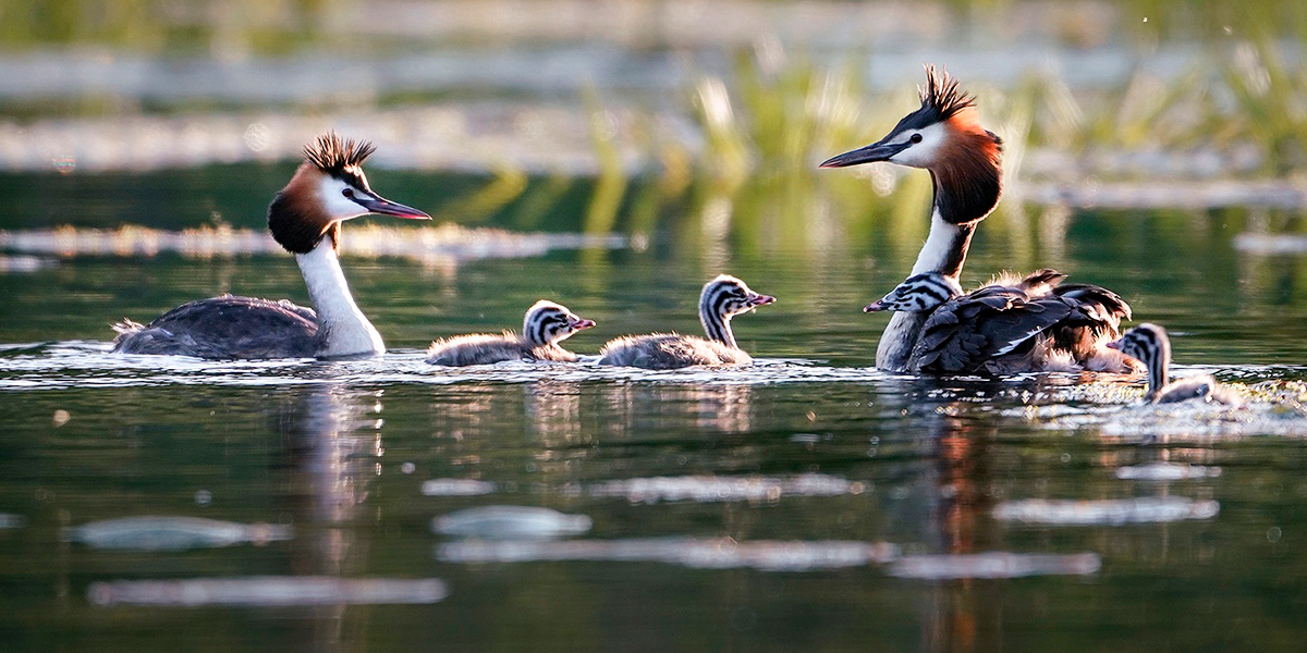 Большая поганка, или Семейство чомг в объективе владимирского фотографа