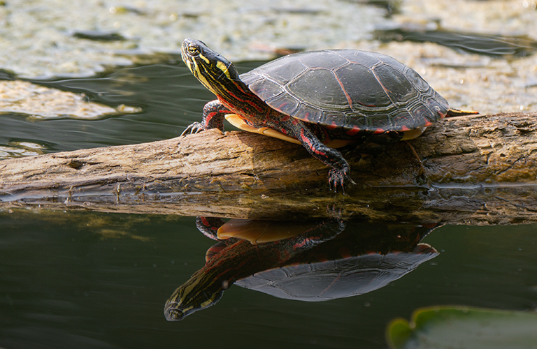 Покатай меня! В городском пруду обнаружили большую черепаху