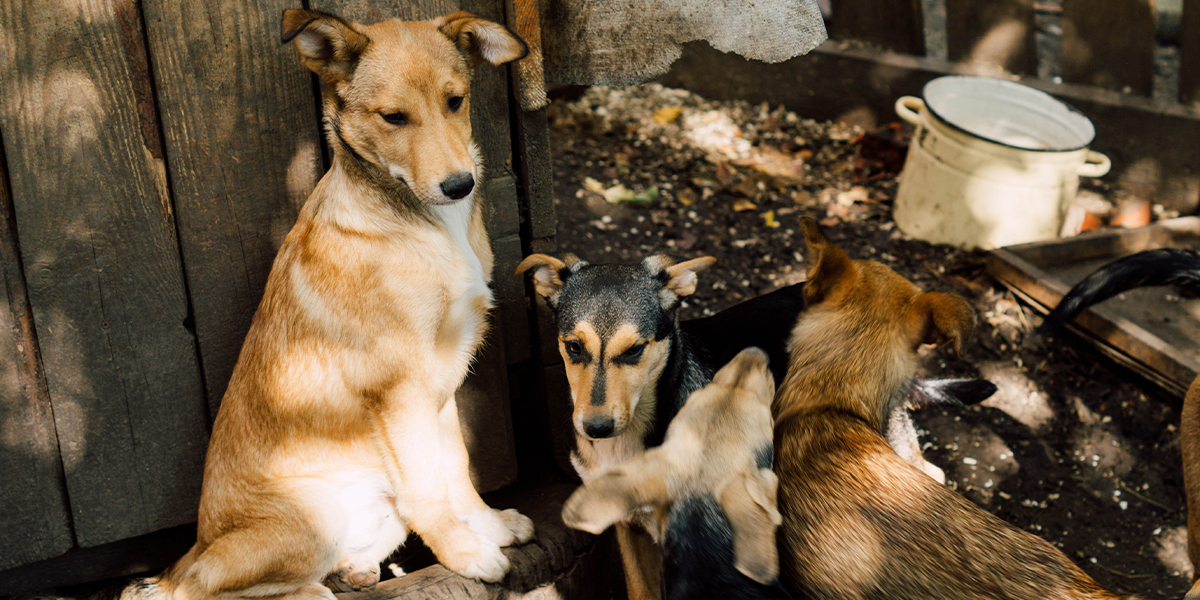 Собачий вопрос, или Как мини-приют решает большую проблему
