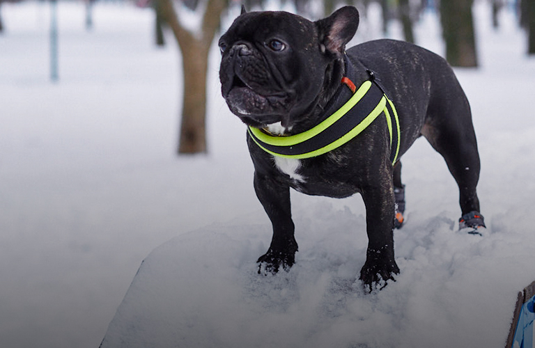 Дог-парки Владимира. Кинолог дал оценку городским площадкам для выгула и дрессировки собак