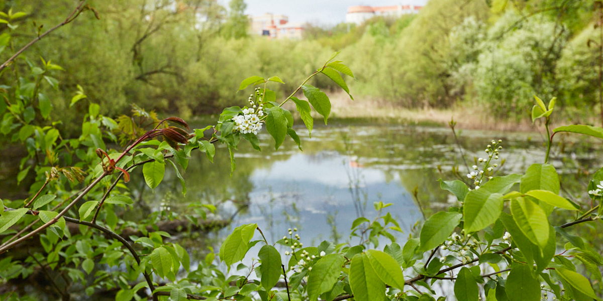 Водное зеркало прудов на Мира увеличат в три раза, а Вокзальную площадь превратят в рай для туристов