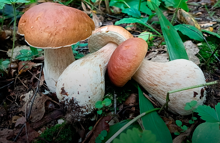 Белые наступают! Какие грибы пора собирать в лесах Владимирской области?