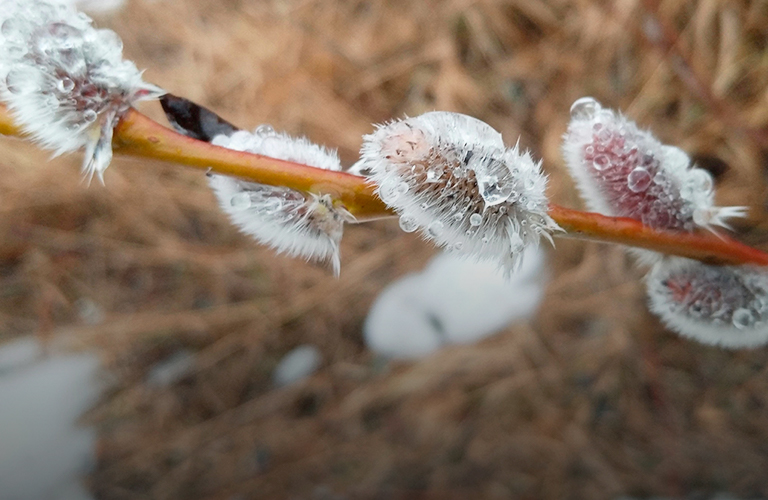 Во Владимире расцвела примула, а в Вязниках распустилась верба: аномалии теплой зимы 2025-го